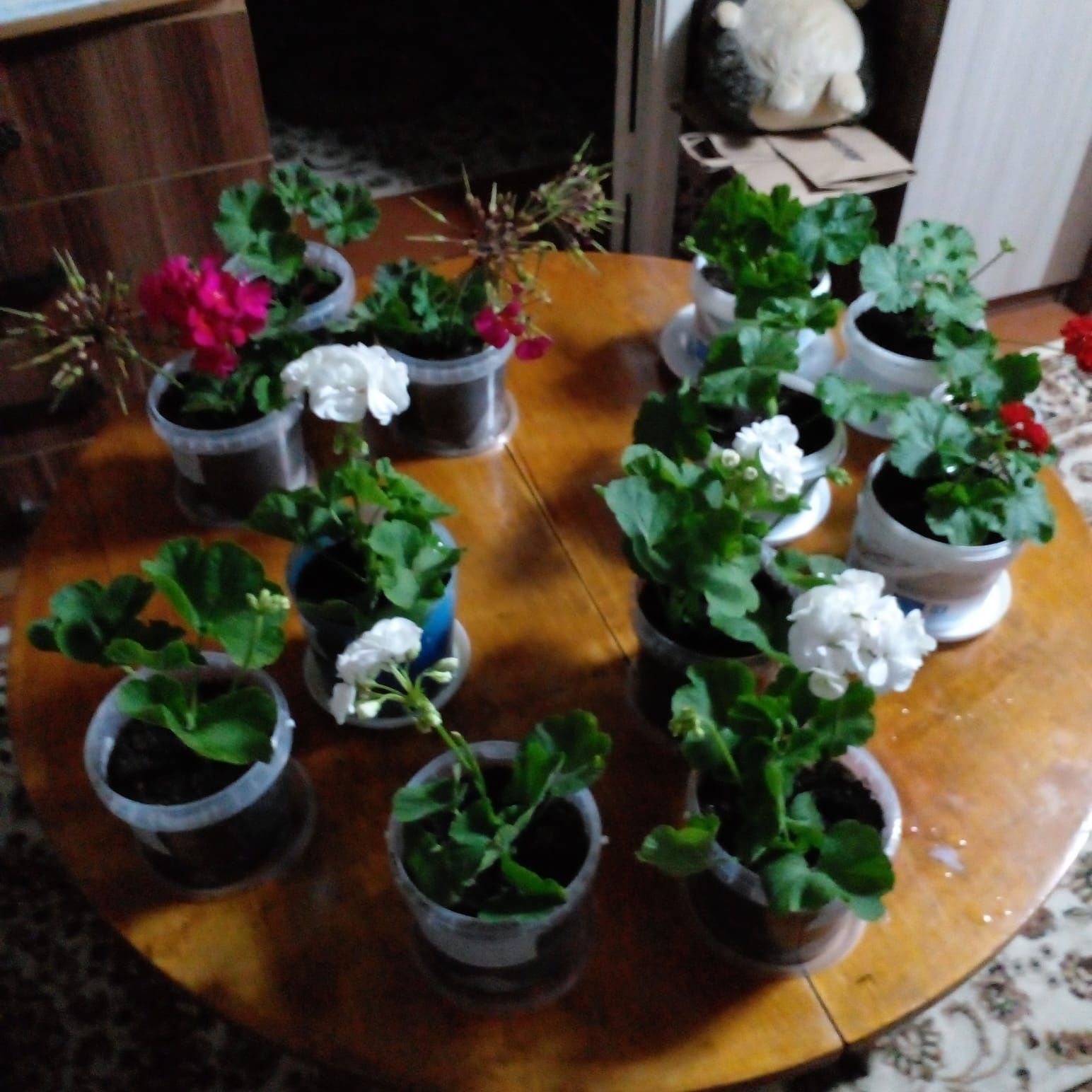 Продам комнатные цветы