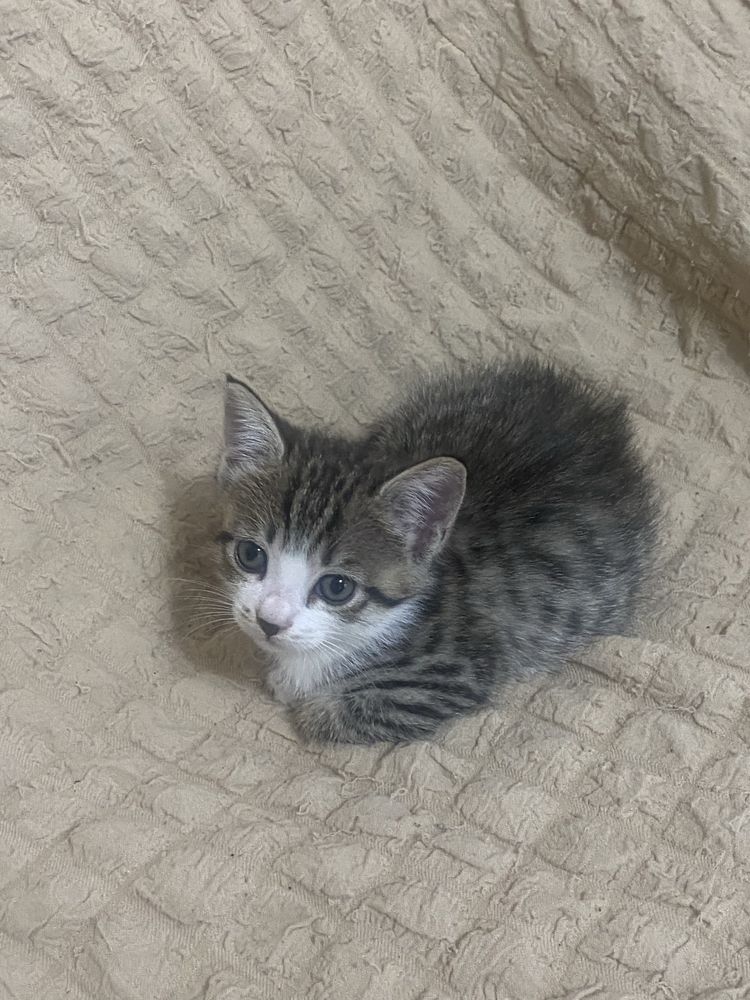 отдам в хорошие руки котят