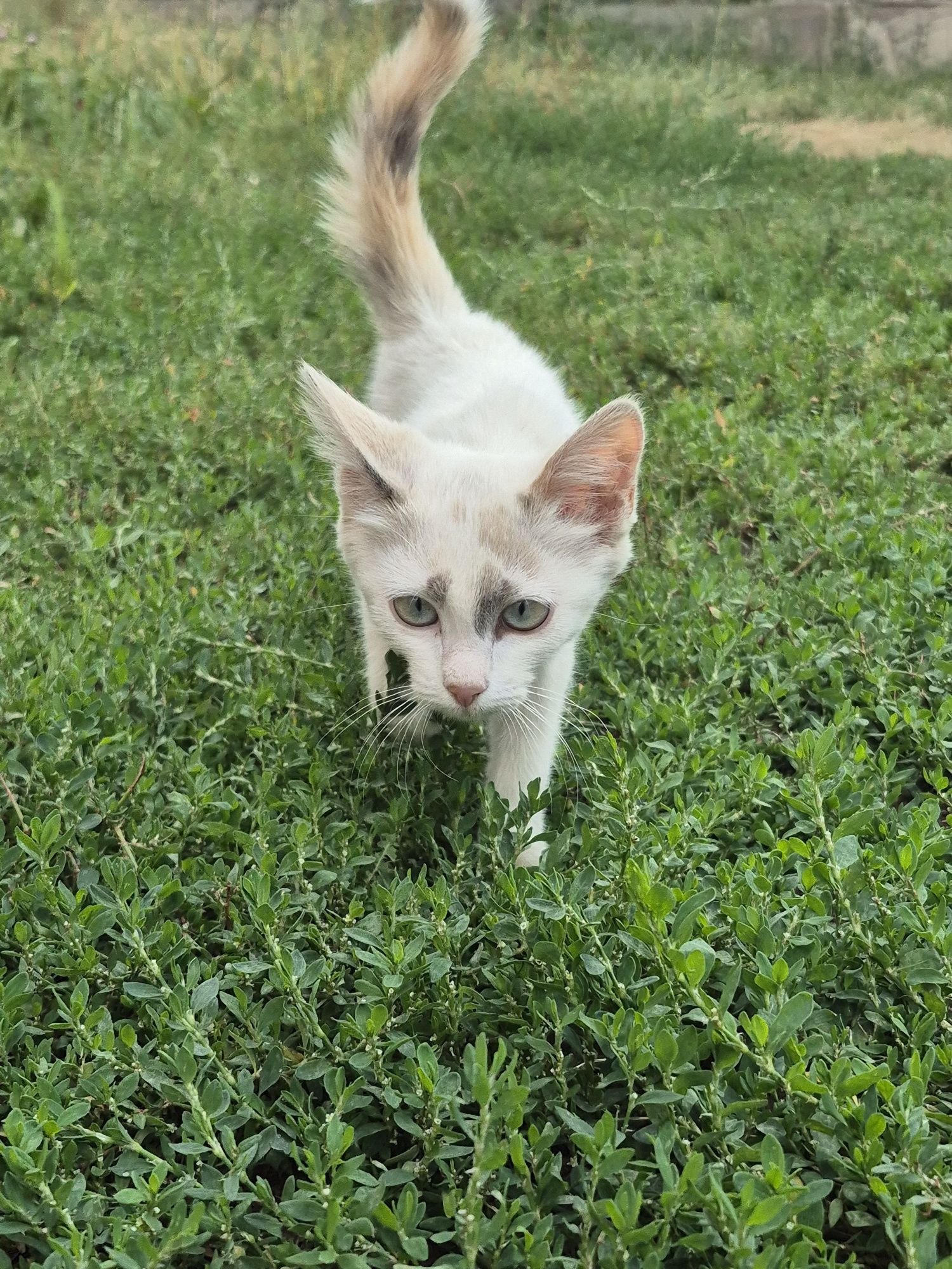 котик ищет добрых и ответственных хозяев!!