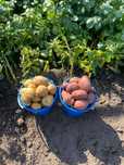 Продам домашний картофель молодой,