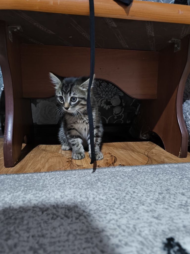 Отдам котят в добрые ручки