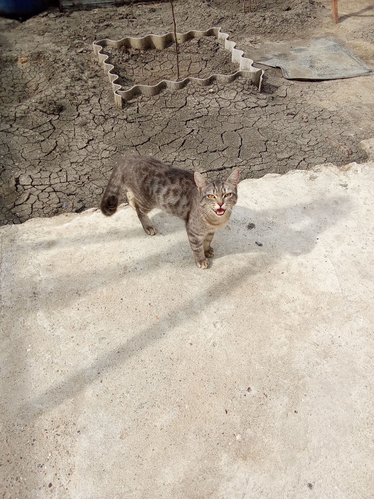 Отдам даром, котика