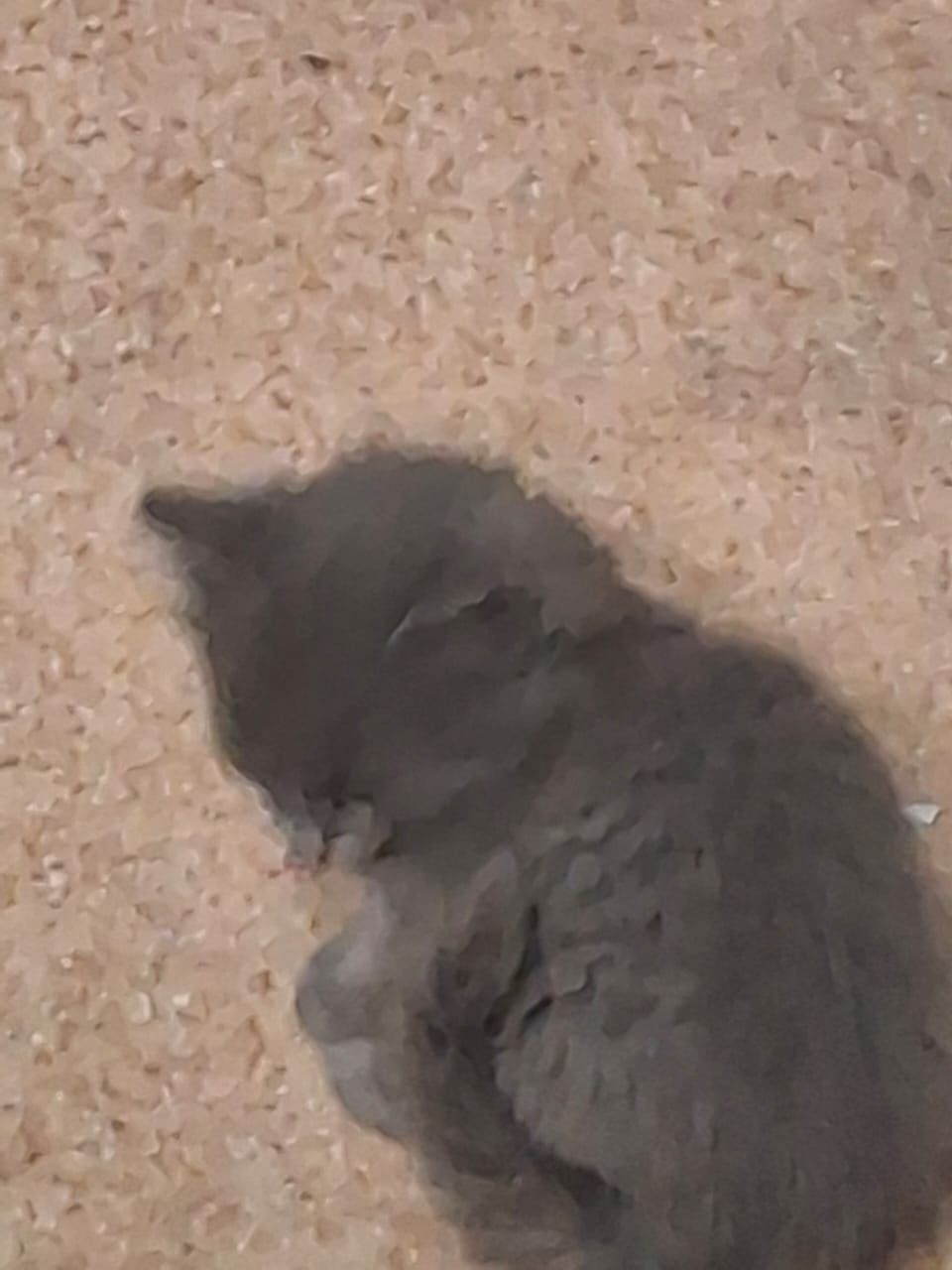 Отдам даром котят
