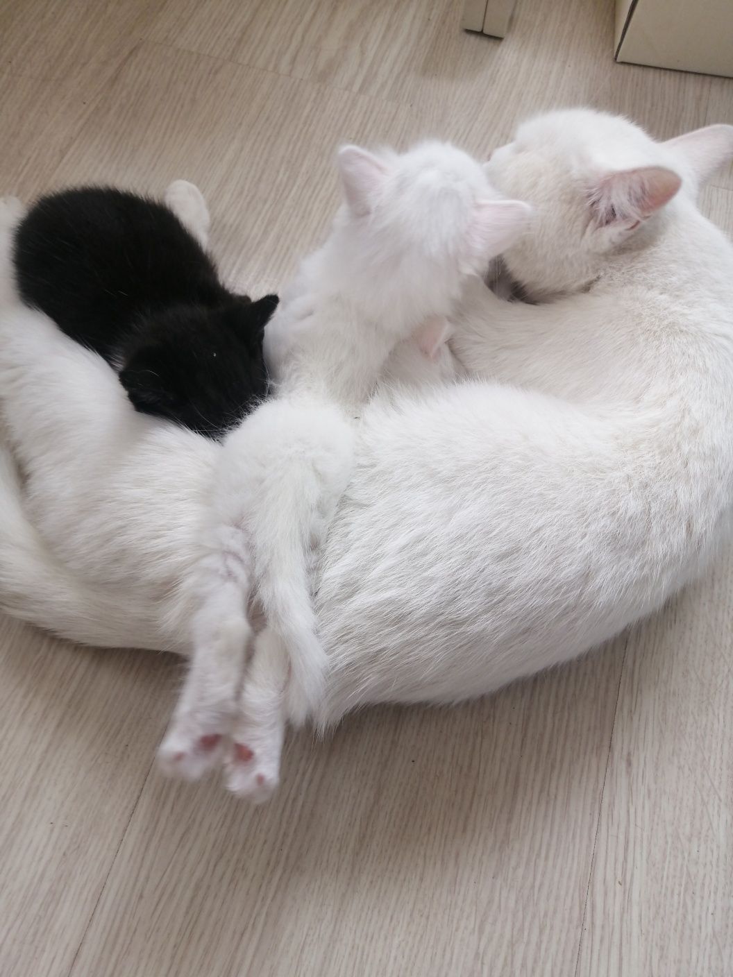 Отдам котят в добрые руки