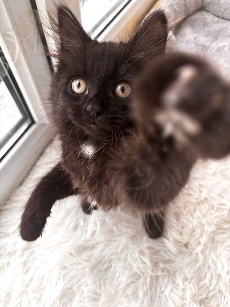Котенок в добрые руки