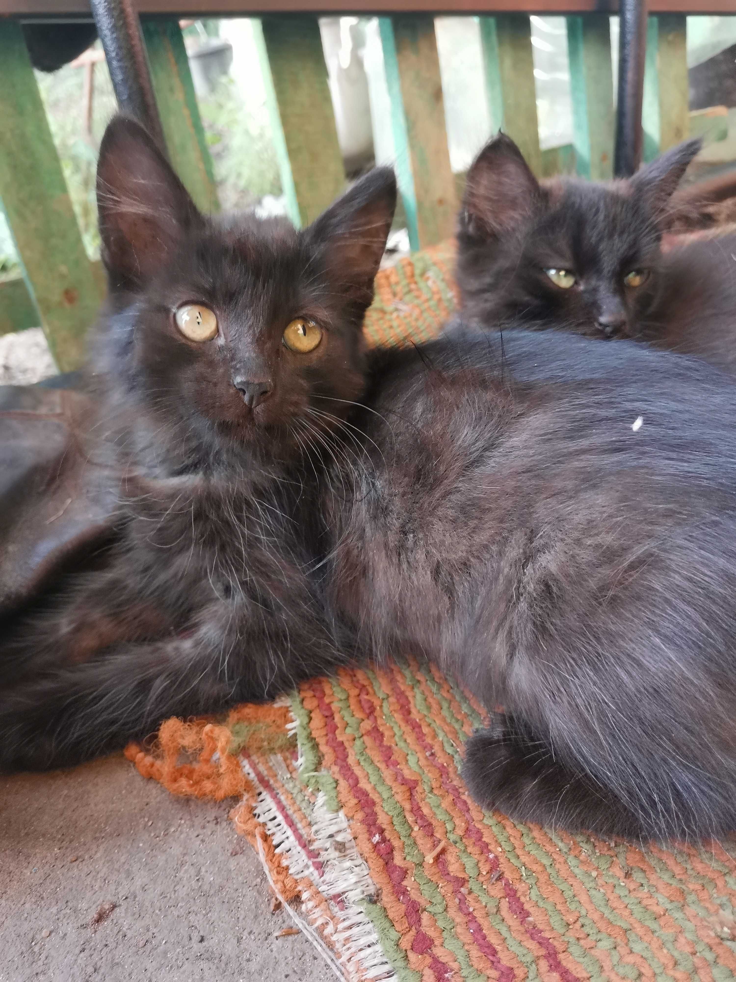 Красивые котята полупородистые