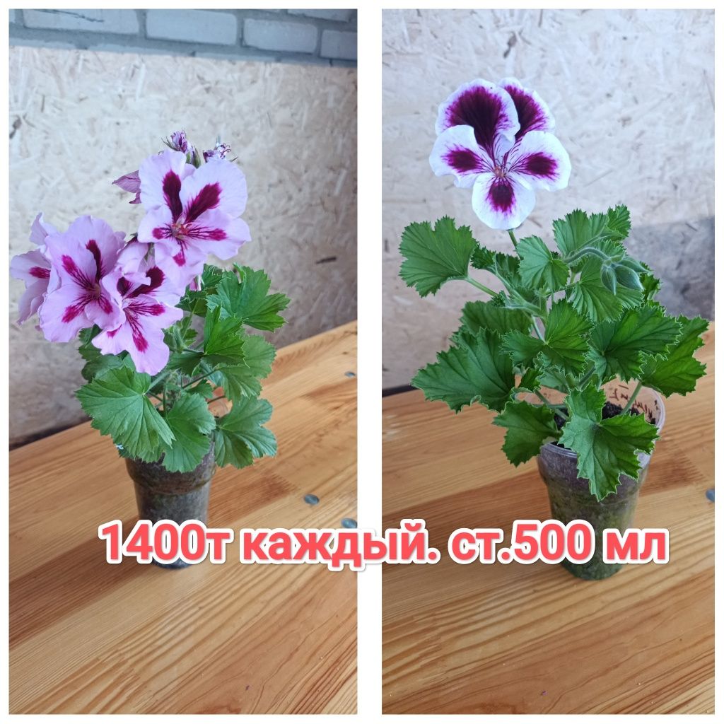 Пеларгонии, герань кжби