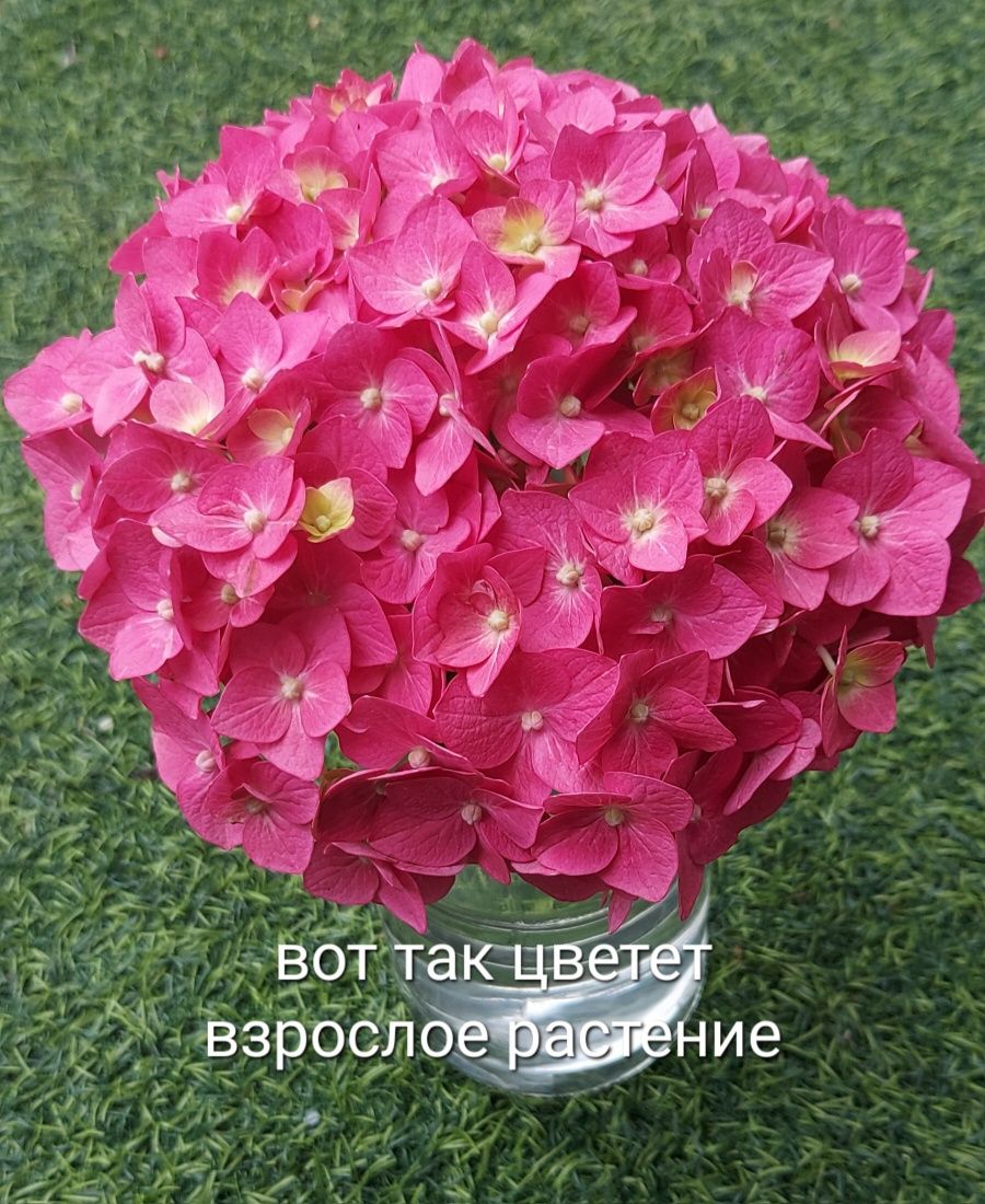 Малиновая гортензия, саженцы.