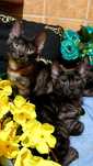 Exclusive SMOKE BLACK bengals ! Котята