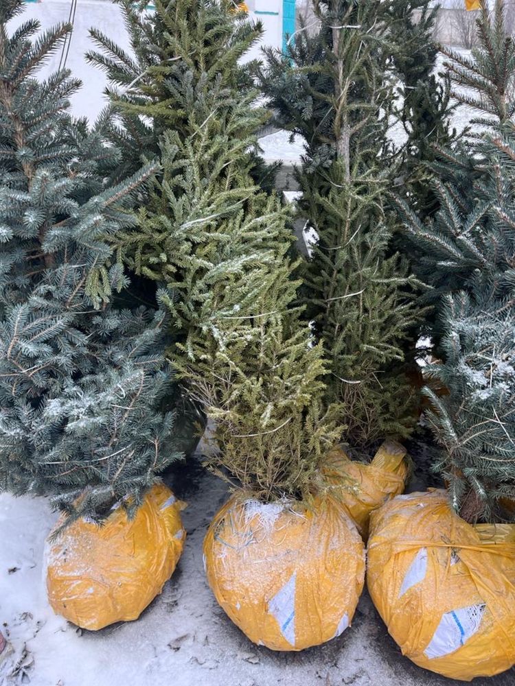 Живая ель с комом
