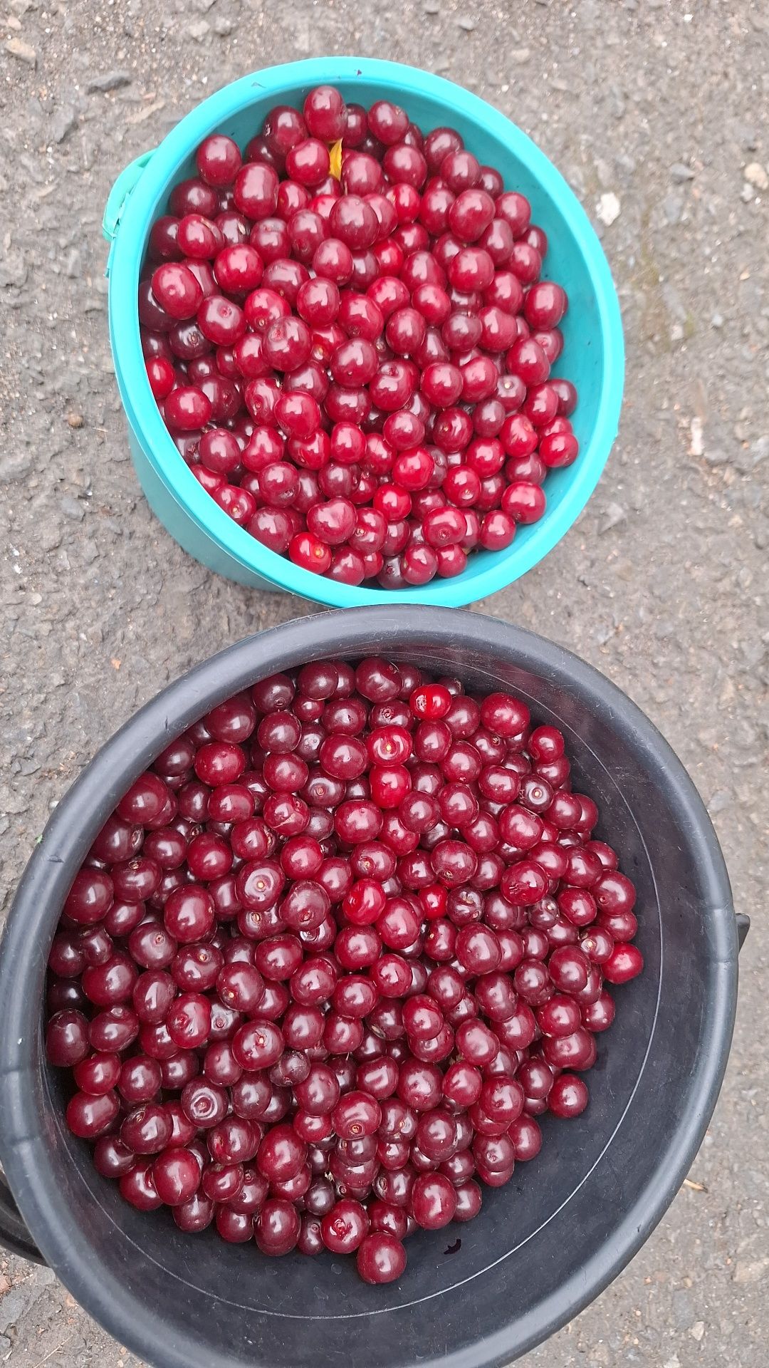 Продам вишню домашнюю