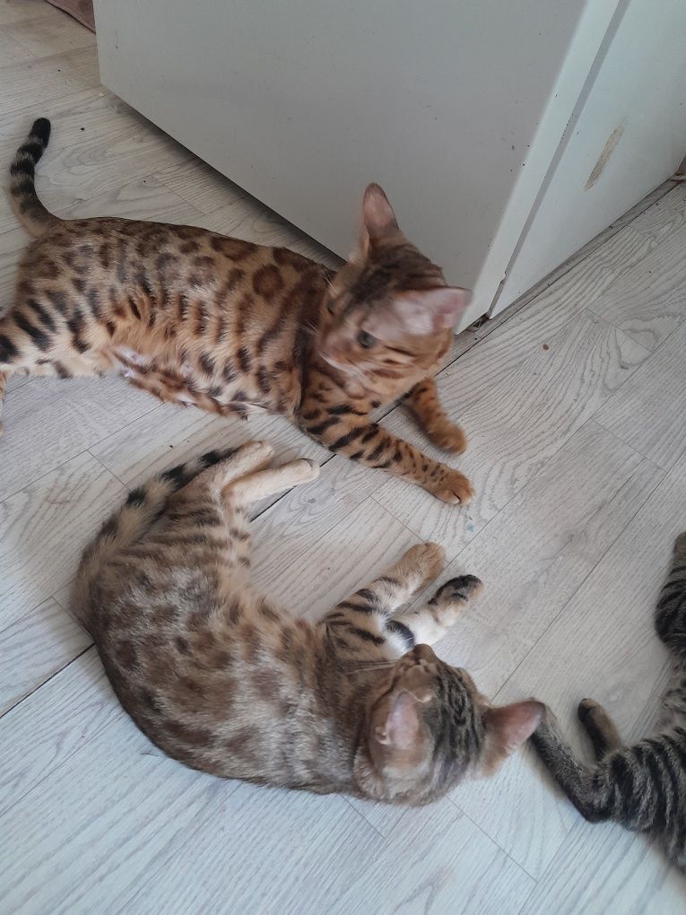 Котята бенгалы метисы