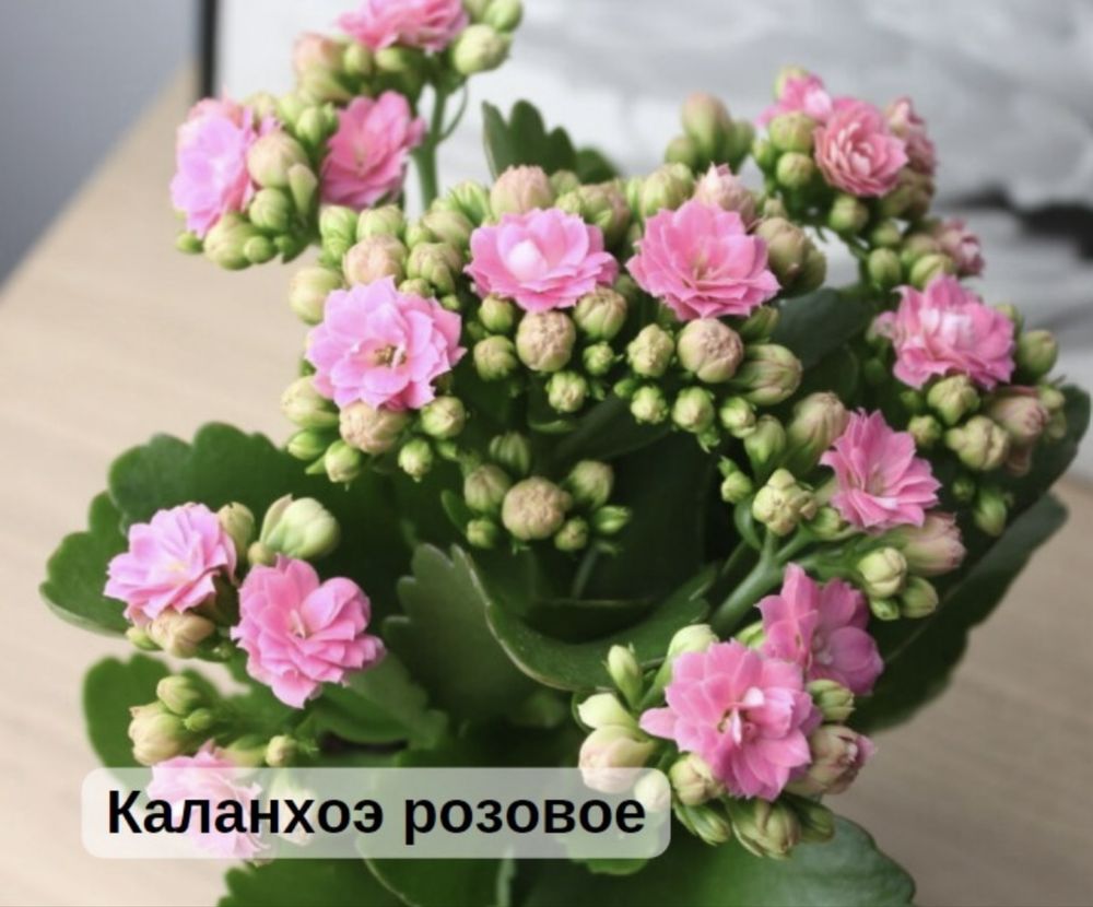 Каланхое розовый и красный.  Цена - 300 тг.