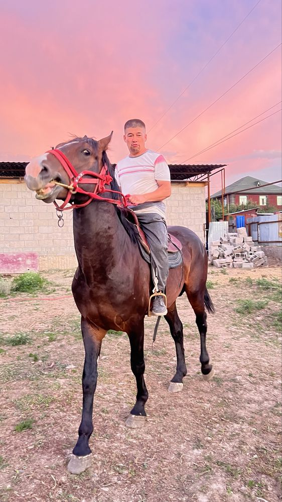 Айғыр 5 жасар көкпар ойнайды