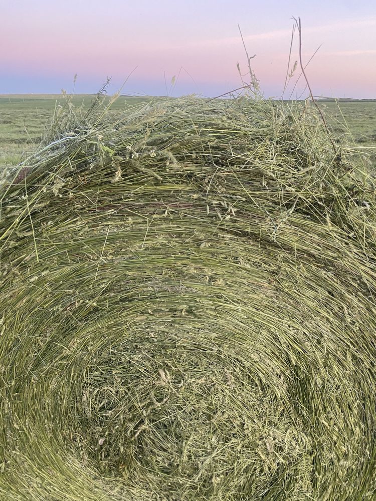 Сено в рулонах шөп с доставкой