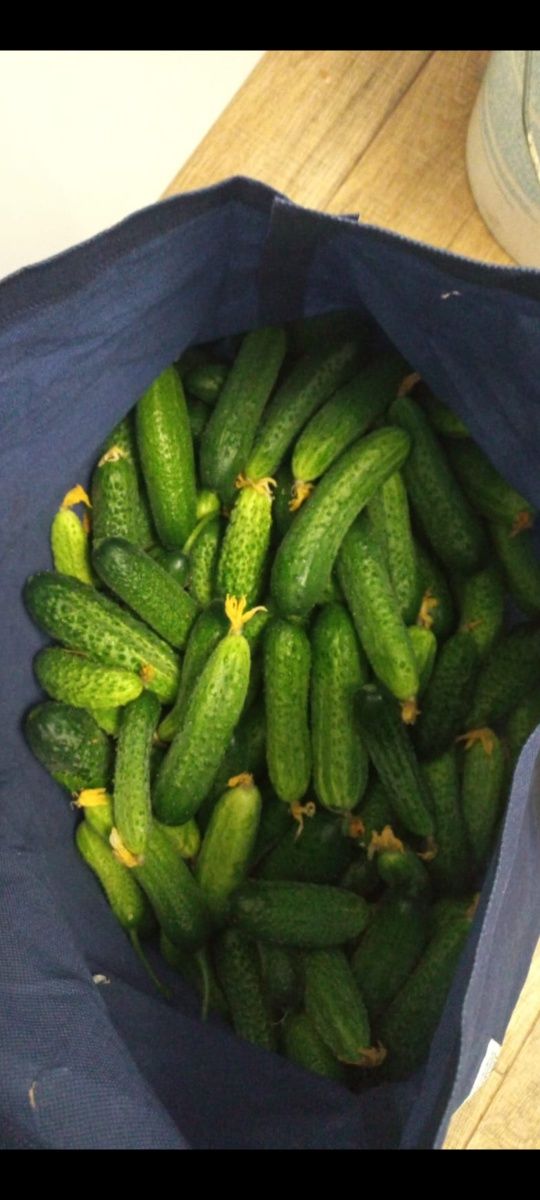 Продам. Огурцы дачные.