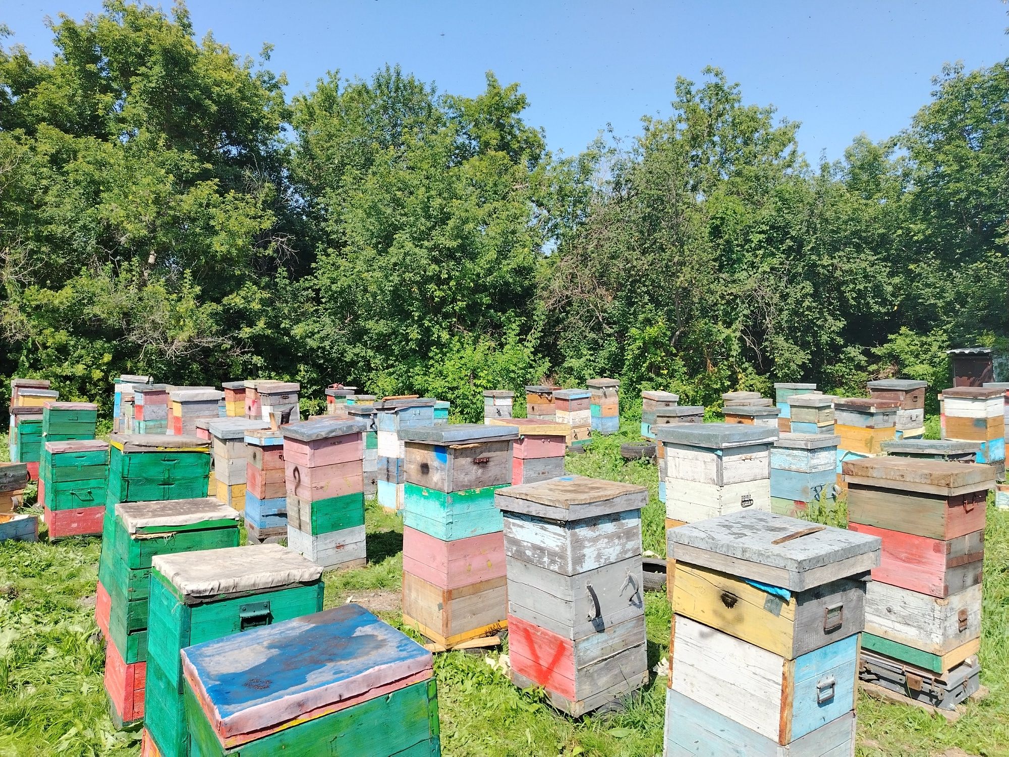 Продам мёд натуральный от крестьянского хозяйства