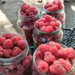 Продам дачную свежесобранную малину