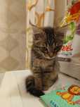 Отдам найденную кошку