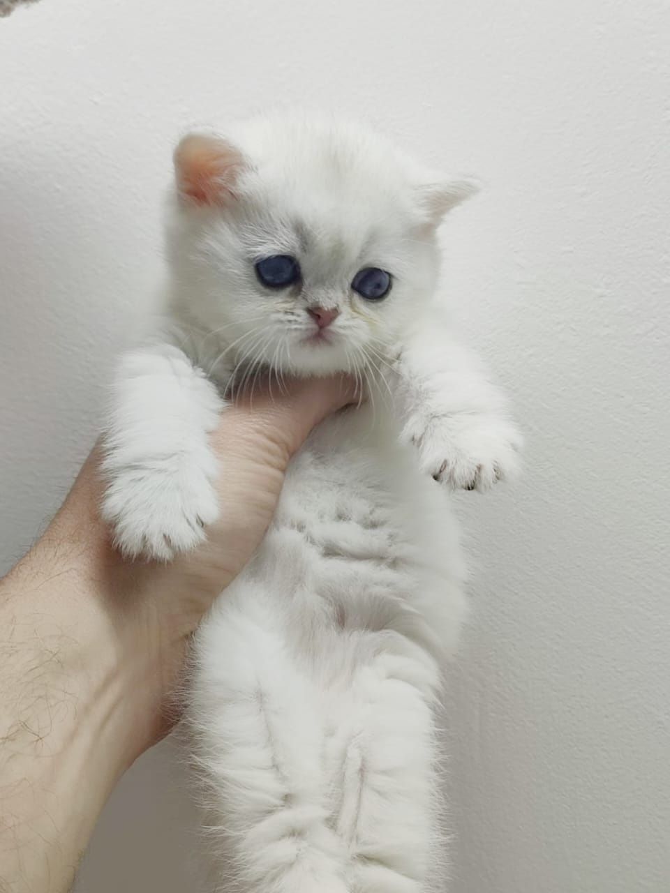 Кошечки  и котики британские
