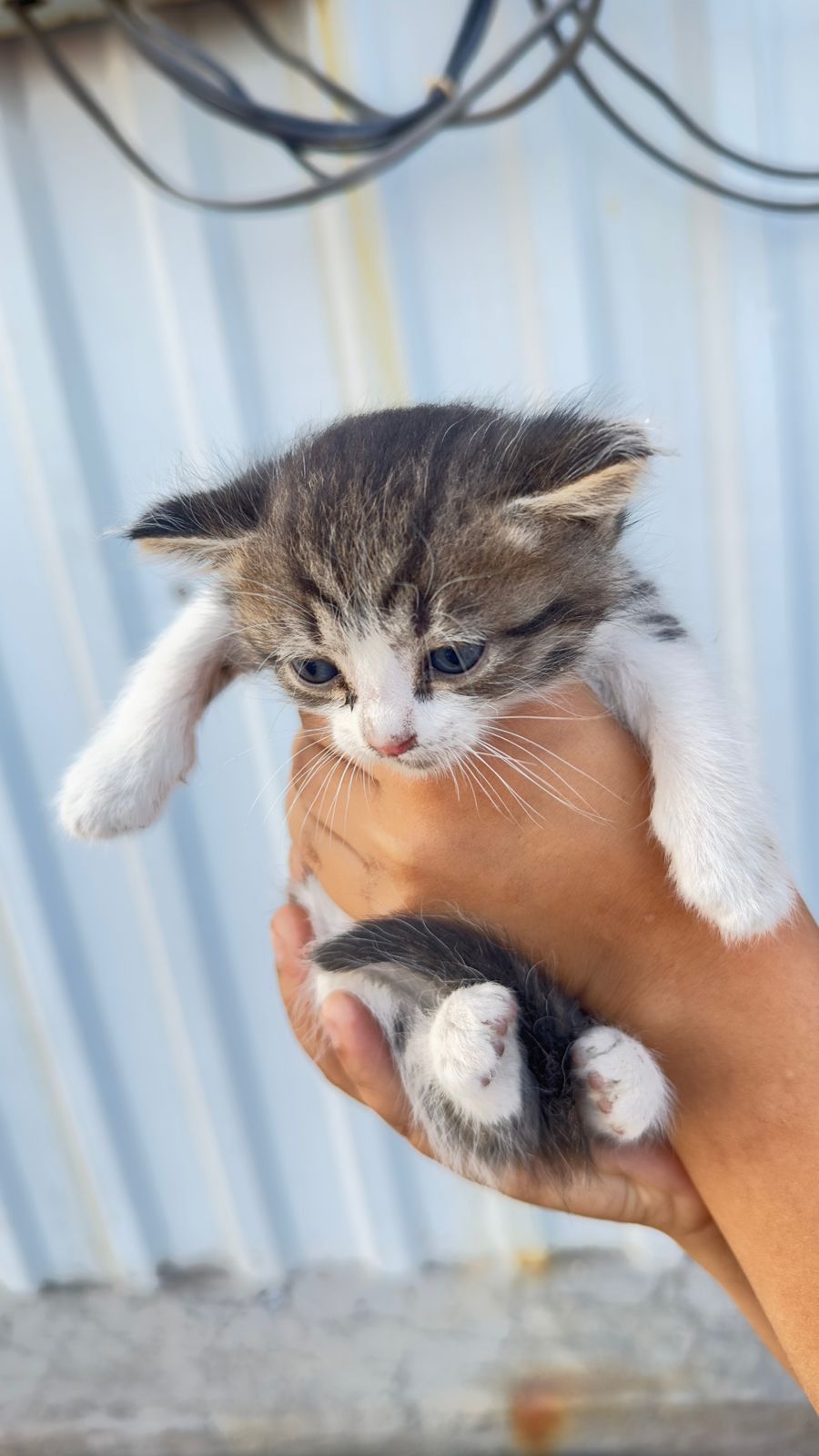 Отдам котят в добрые руки