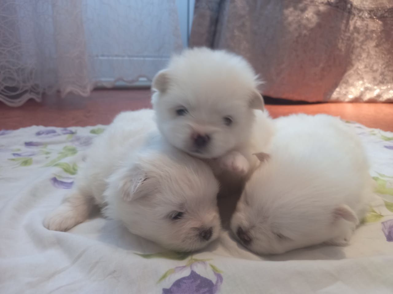 Щенки шпица миниатюрного
