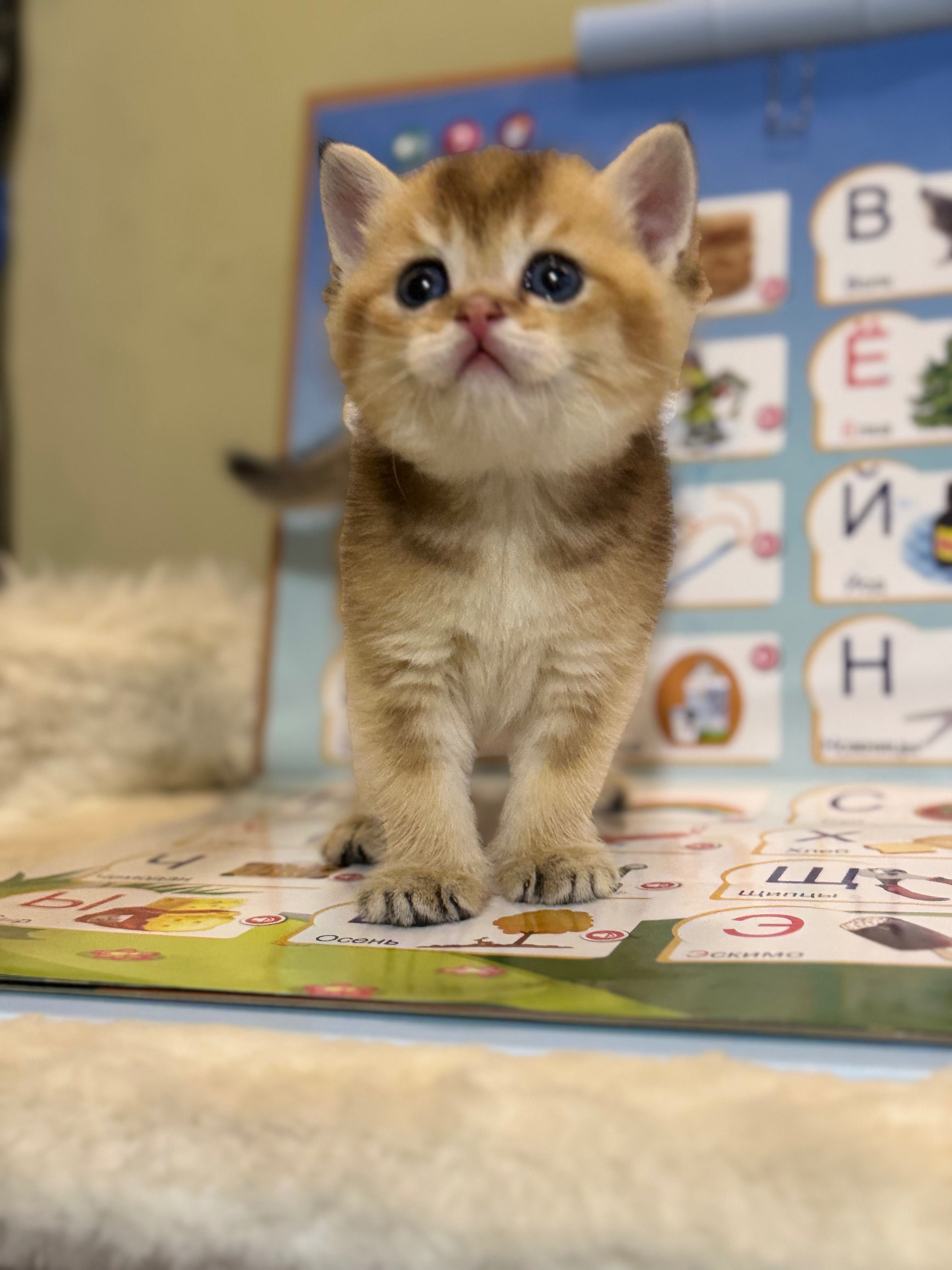 Продаются котята золотая шиншилла.