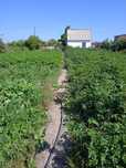 Продам действующий дачный участок с домиком