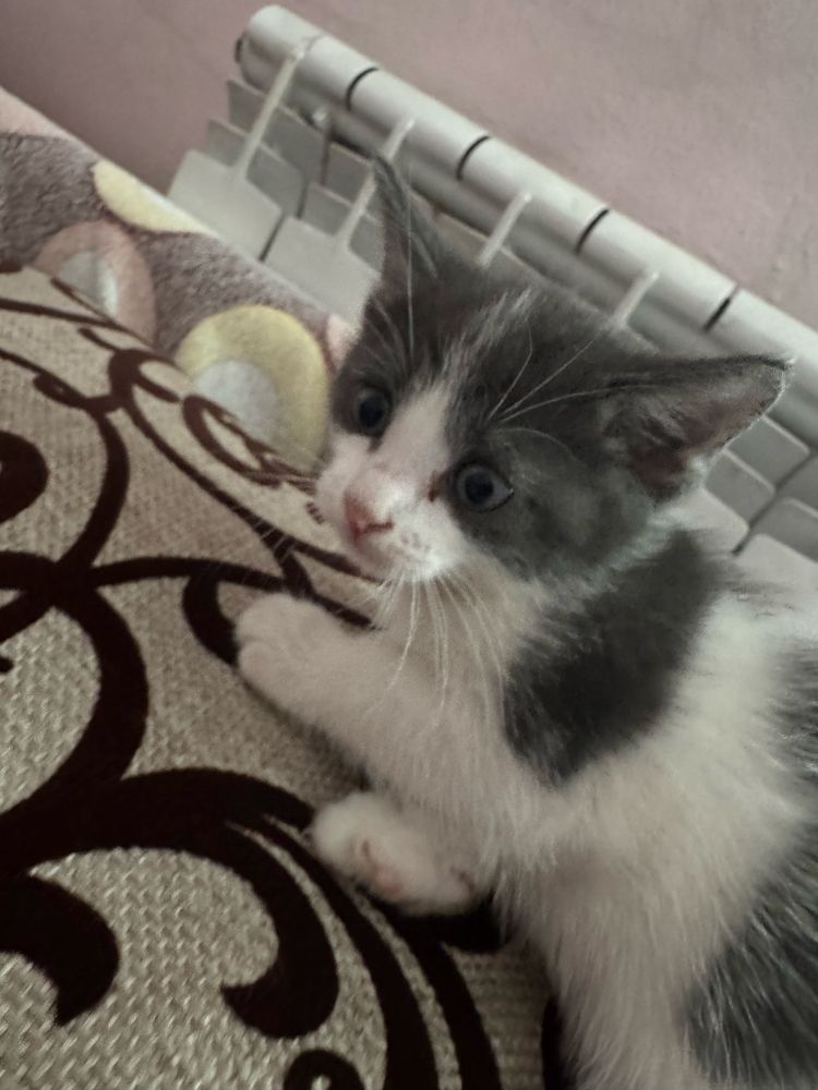 отдадим котят в хорошие руки