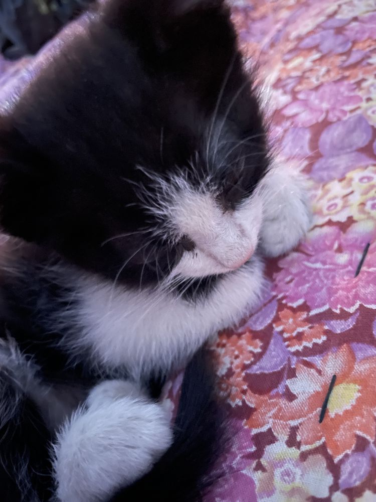 Бесплатно котенек бесплатно