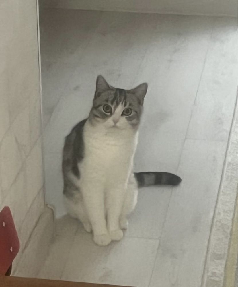 Отдам кота в добрые руки‼️‼️‼️