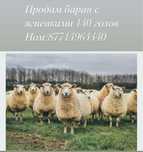 Продам баран 140 голов