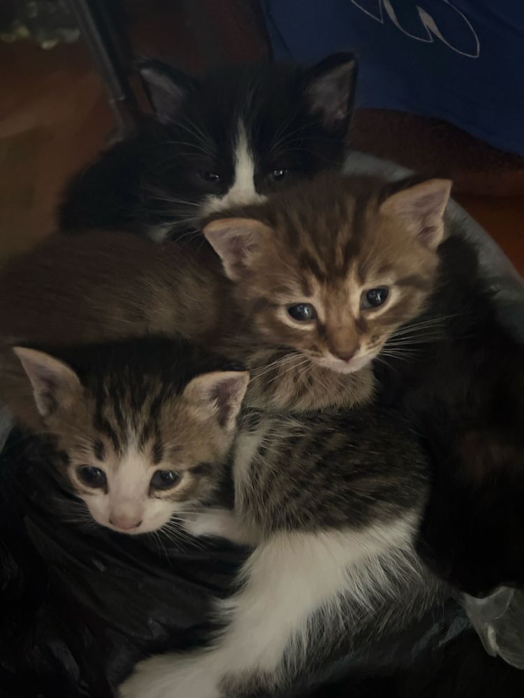 котята бесплатно