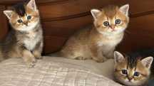 Шотландские котята шиншилловые золото