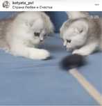 Обалденные котята серебристой шиншиллы
