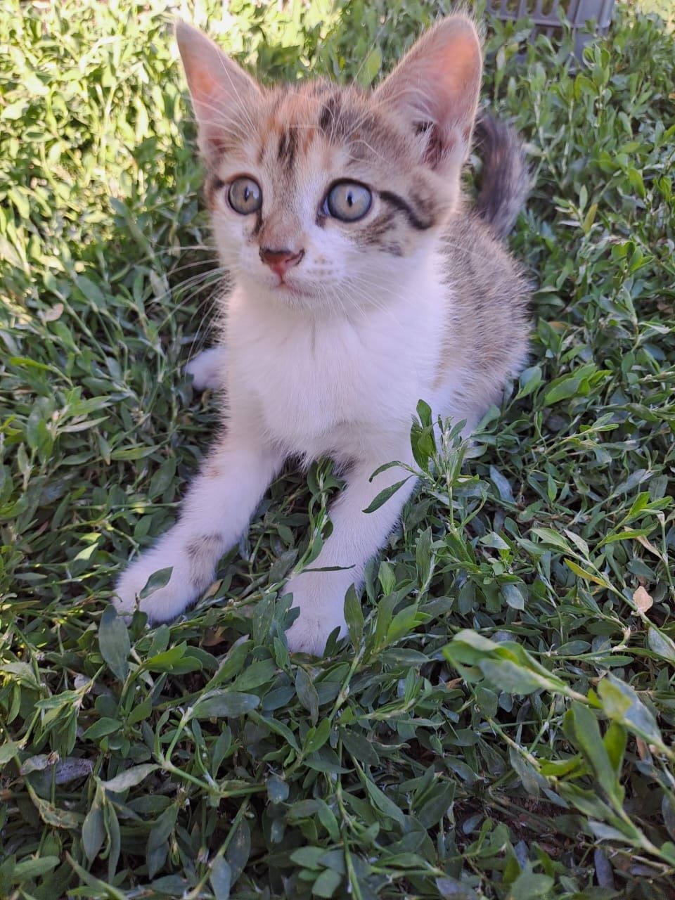 Продам котёнка скоттиш страйт девочка