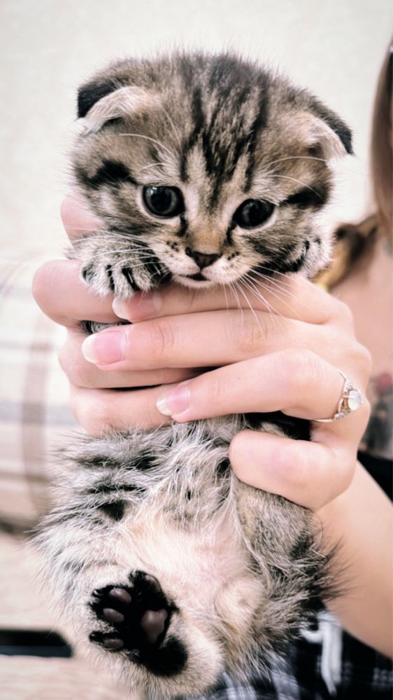 Продам котят скоттиш-фолд