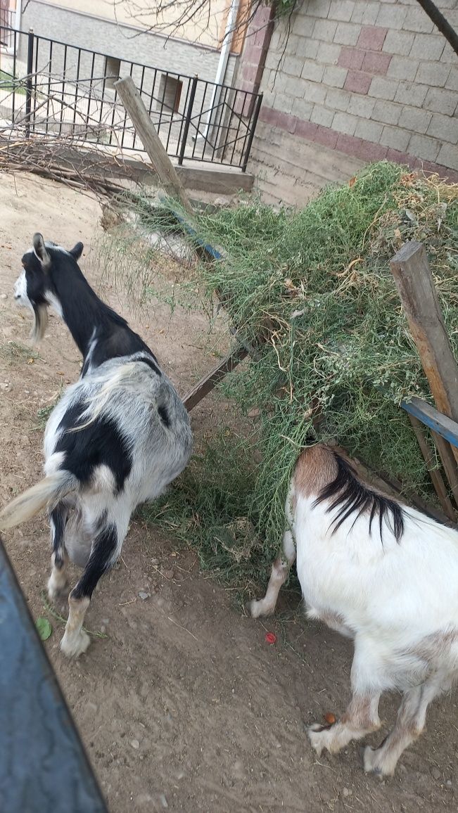 Ешкілер, сүтті, 3 ешкі