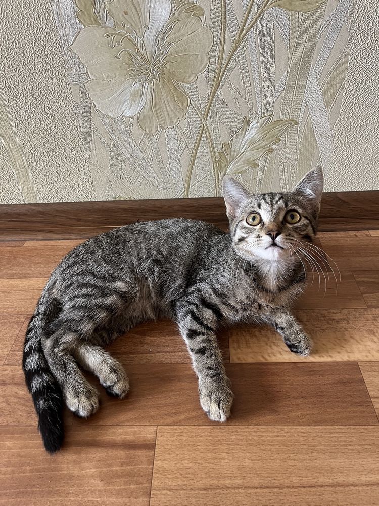 Кошка  Ұл Мысық 4 айлық латокқа өзі барады