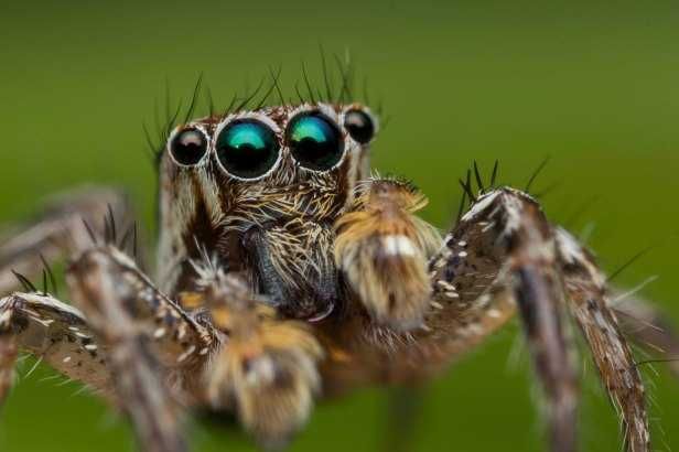Canon MP-E 65mm f/2.8

+ Canon Macro Twin Lite MT-24EX