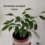 Комнатные растения. Бенжамин, монстера мини