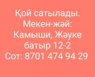Қой сатылады. Арқалық.