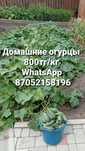 Продам домашние огурцы