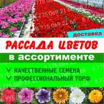 Петуния рассада цветов
