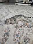 Продам беременную кошку (скоттиш фолд)