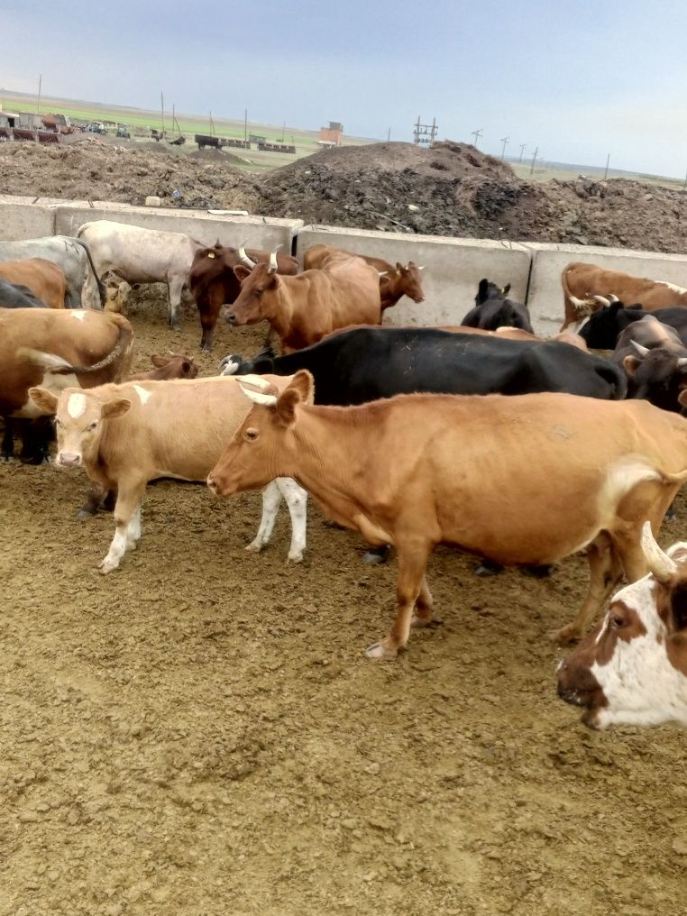 Продам корову с бычками