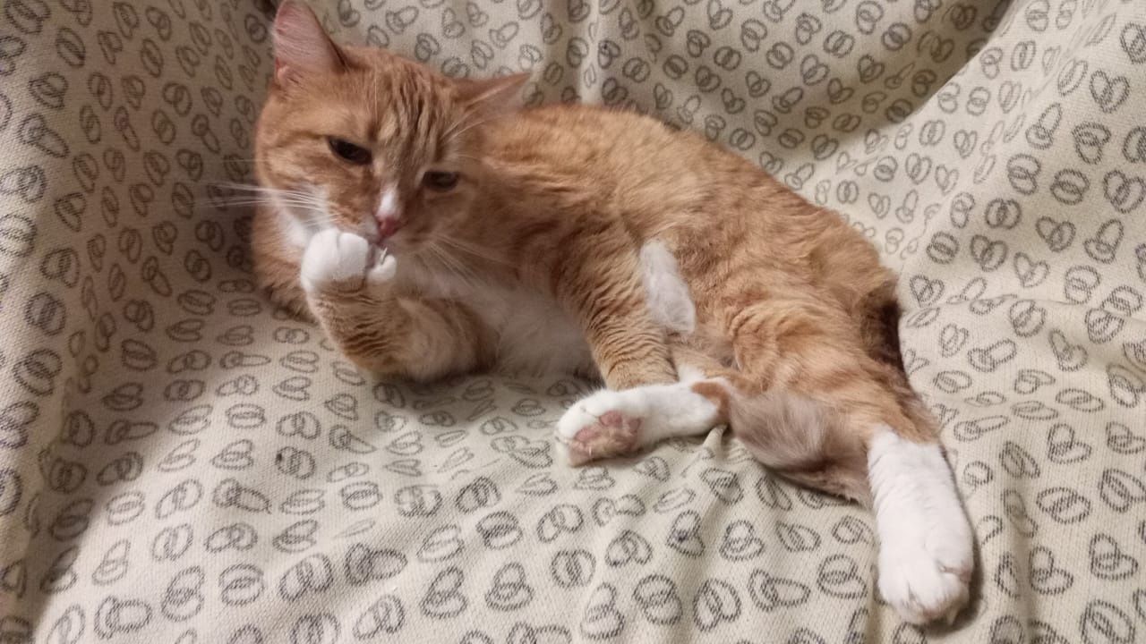 Ищет дом котик,около года,кастрирован,привит, здоров.