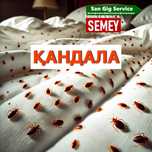 Қандала Бүрге Клопа Блохи Дезинфекция Семей