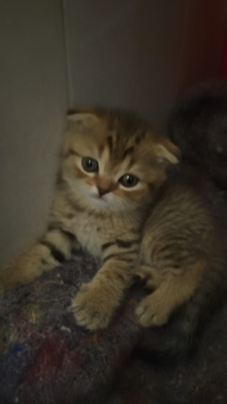 Котик на вязку,вязка,шотландец,ищем невесту,вязка кота,вязка кошка