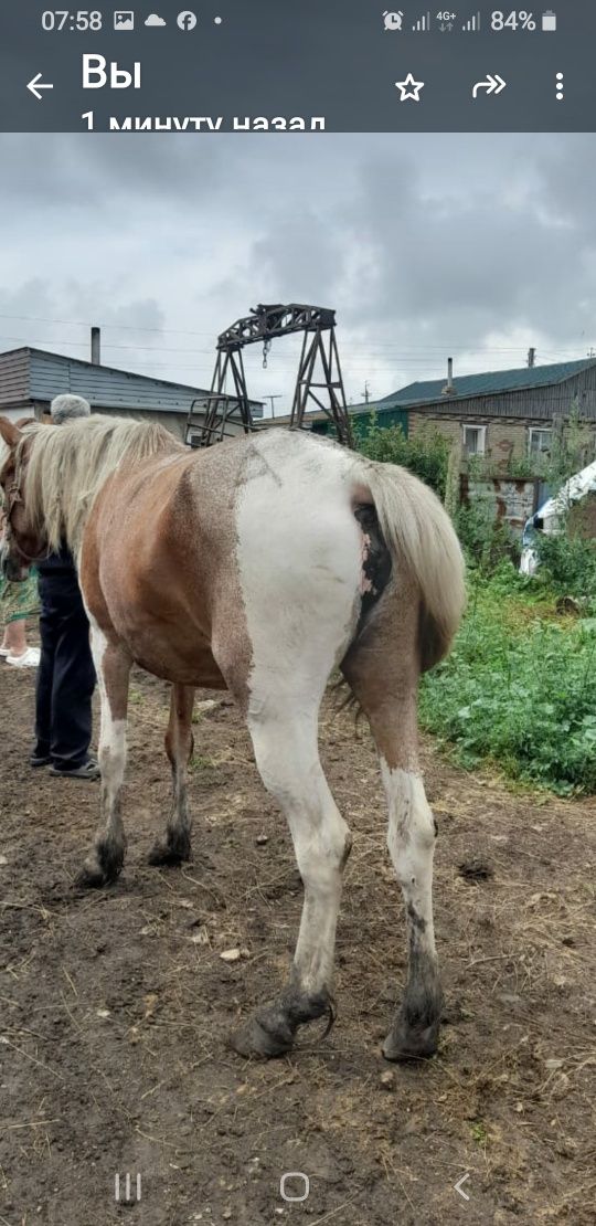 Продам бие стоит на откорме 6 месяцев